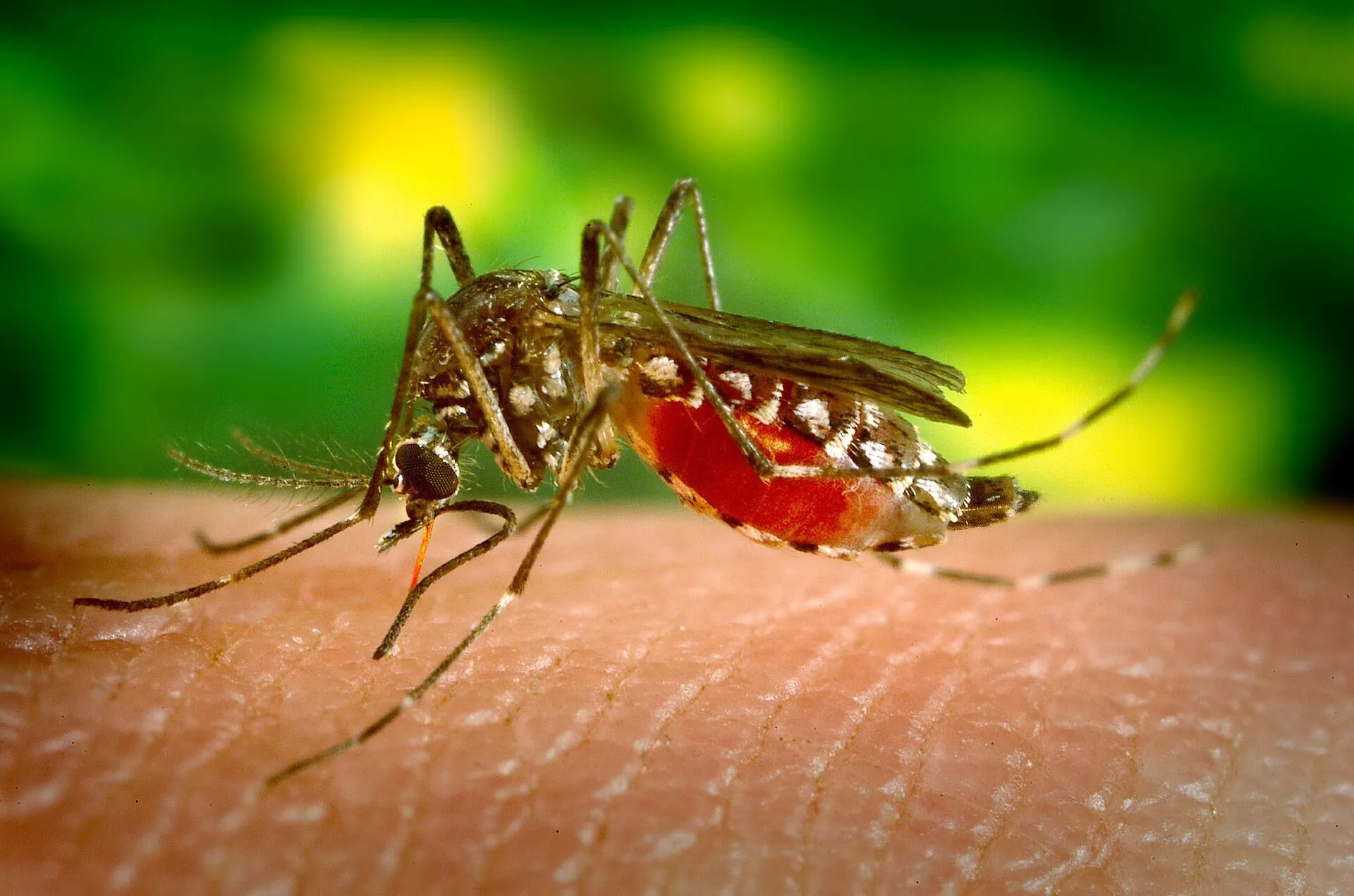 Prof. Dr. Alexander Zoufaly im ORF-Interview: Ist mit Tropenkrankheiten wie Dengue-, Chikungunya- u. West-Nil-Fieber auch in Österreich bald häufiger zu rechnen?