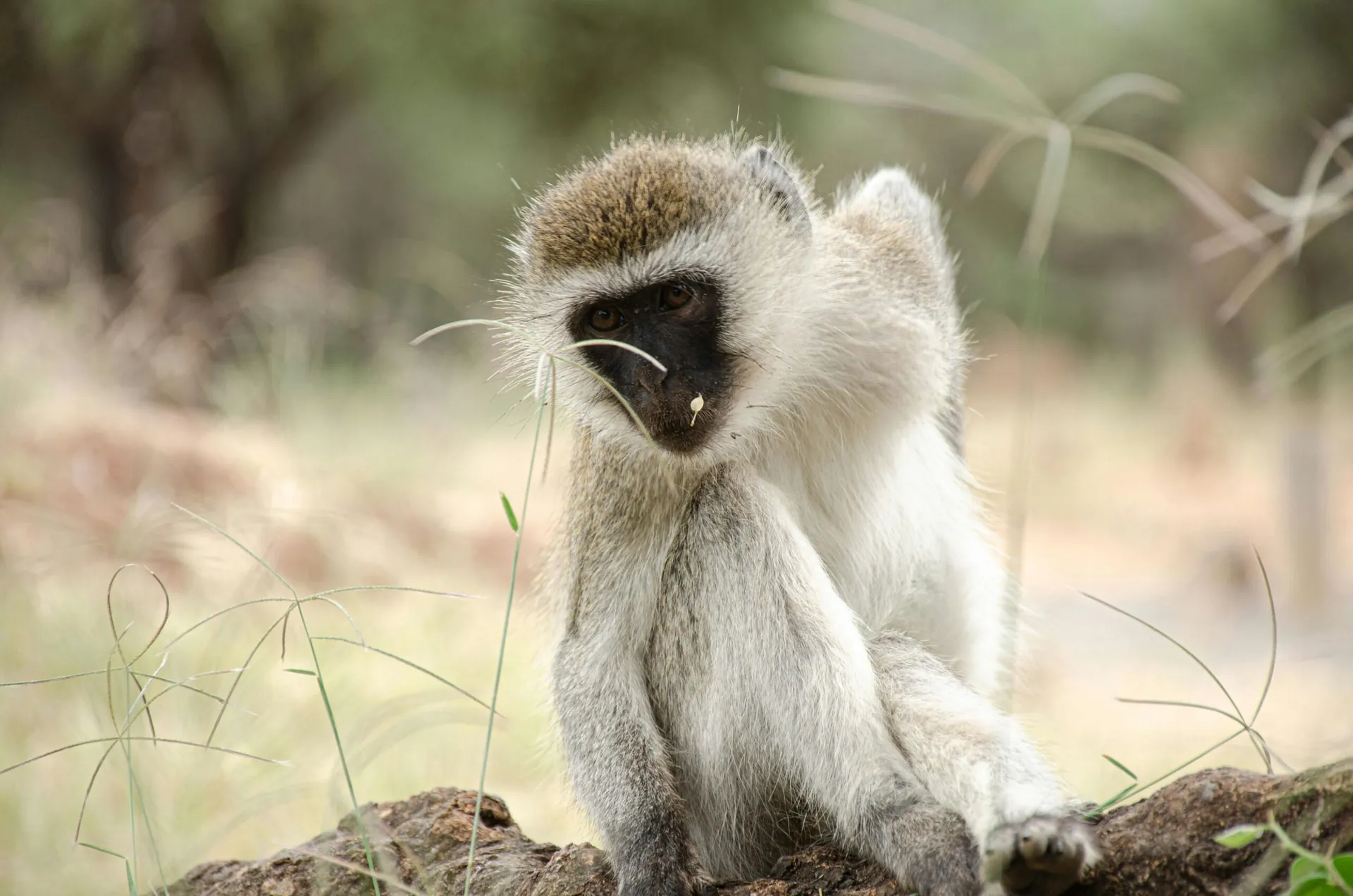 AKTUELLE NEWS: MPox in Madagaskar