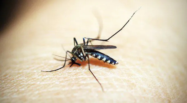 Neuer Impfstoff gegen Chikungunya Fieber bei uns erhältlich - als Lebend- und Totimpfstoff