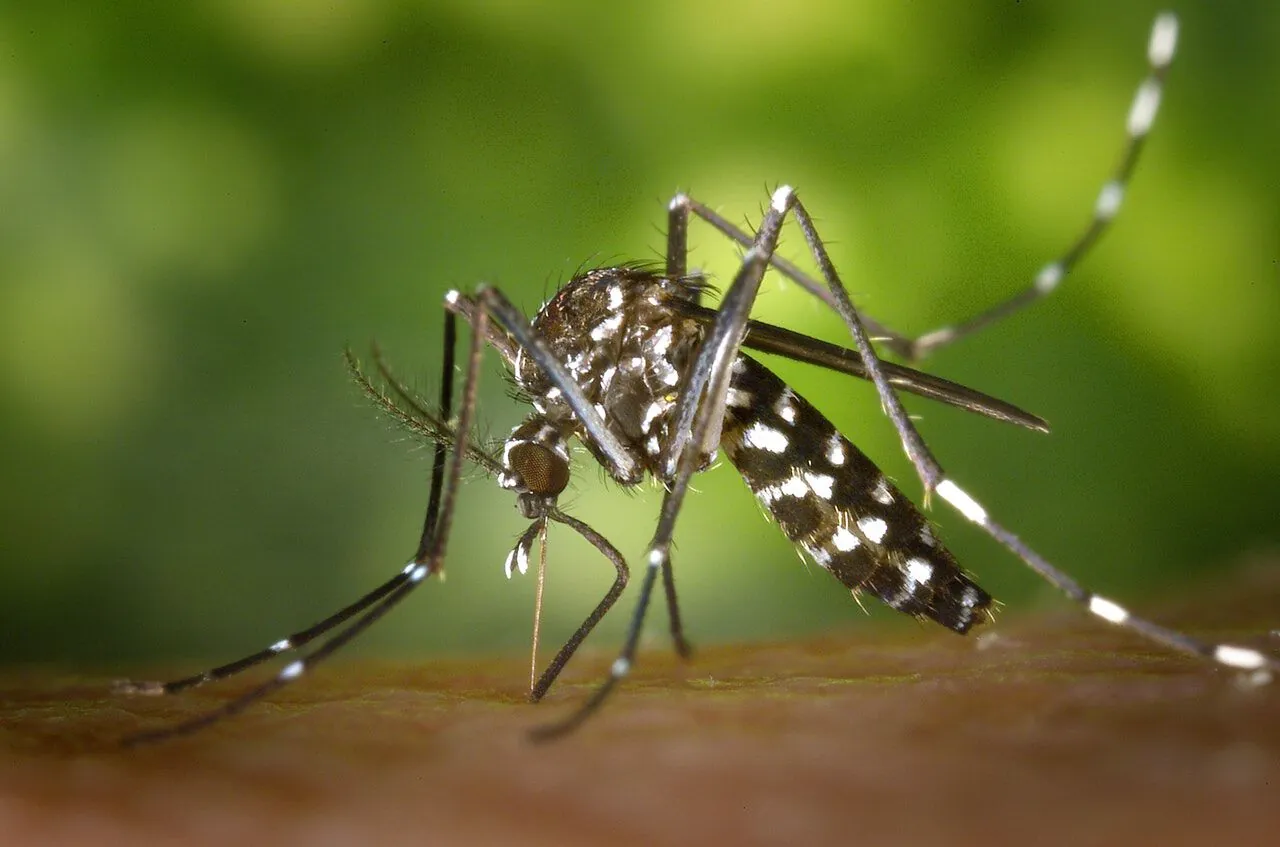 Zikavirus auf dem Vormarsch